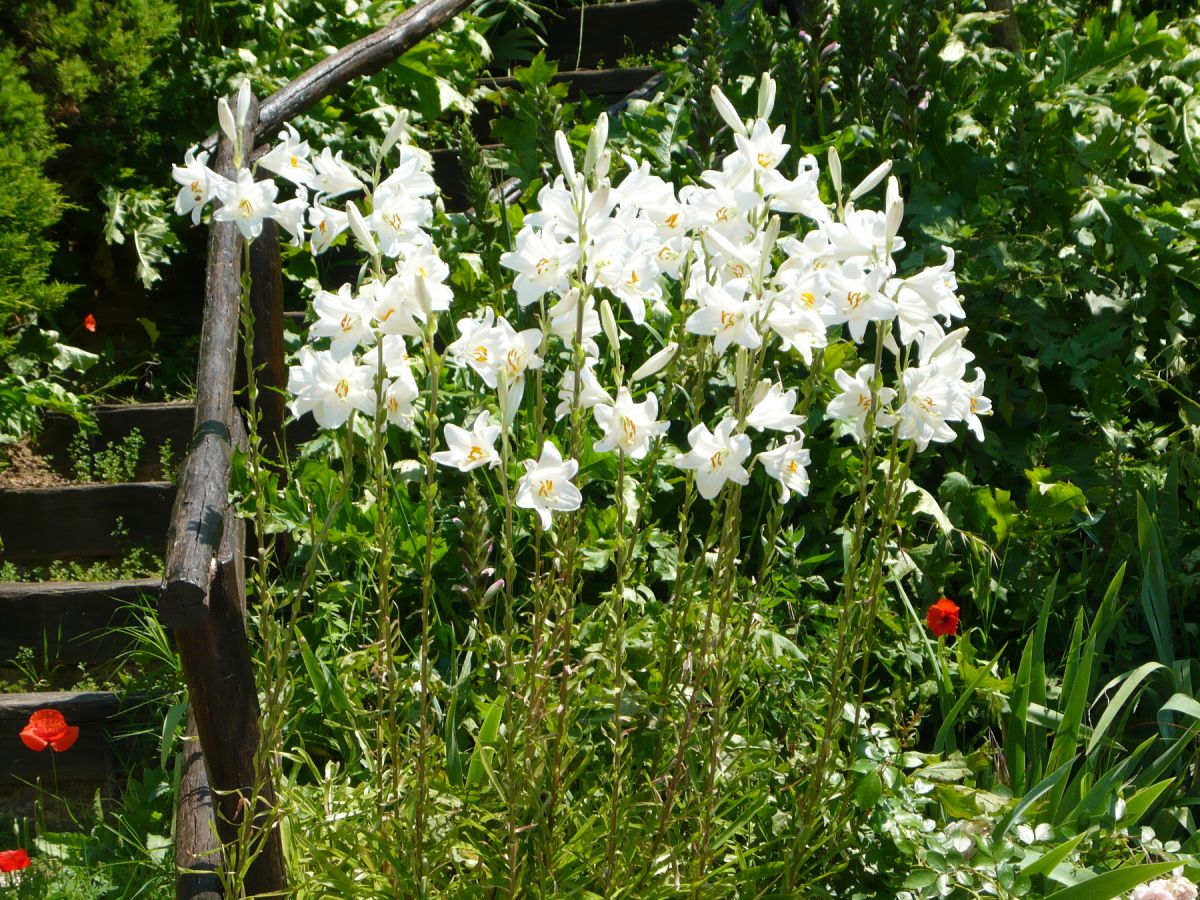 Vacation apartments in Chianti 2